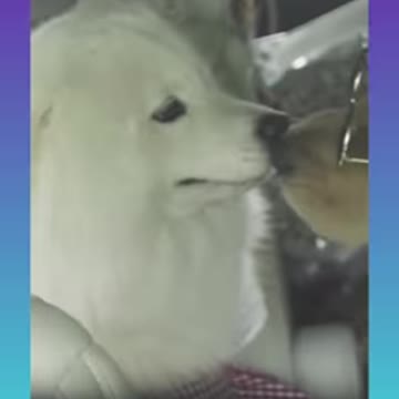 Cute dogs-- _heart_️ baby dogs ---- cute and funny dog videos compilation