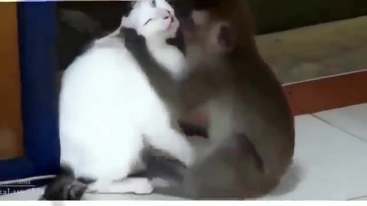 monkey and cat funny kiss