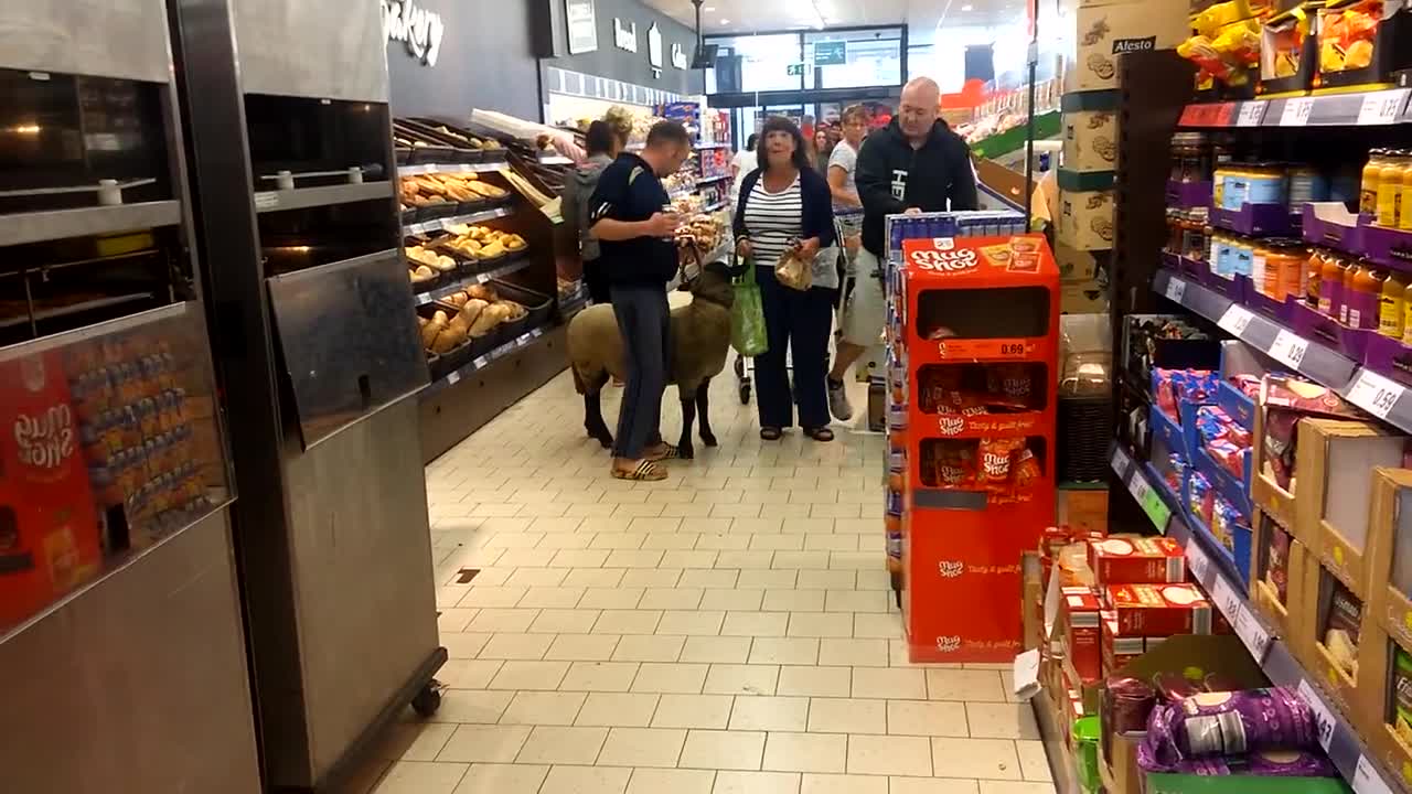 Shopping with a Sheep