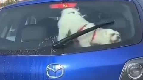 the dog plays with the janitor from the car