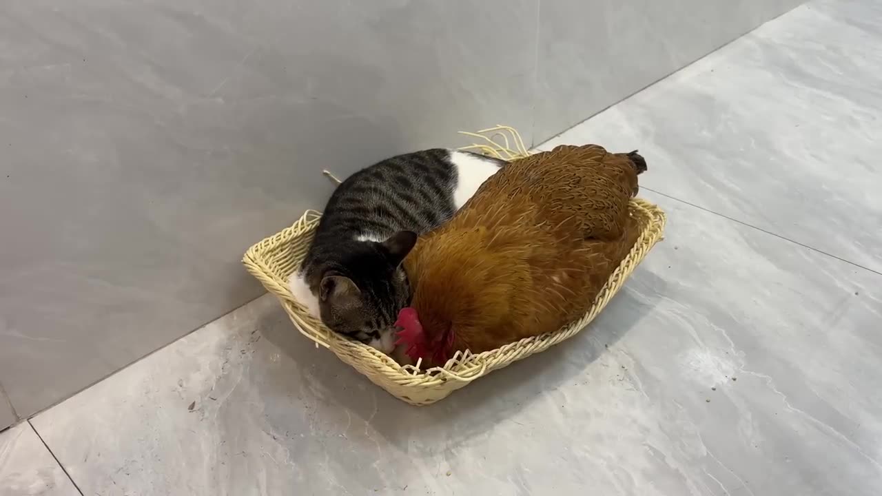 Funny and cute Cat vs The hen insisted on sleeping with the kitten