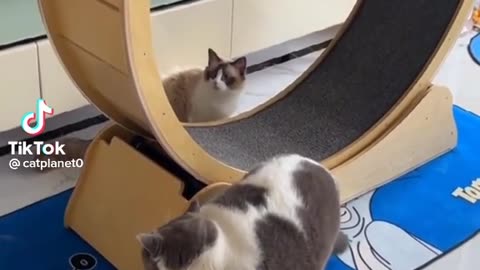 Cute cat video