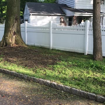 Husky Jumps On Trampoline To See Over Fence