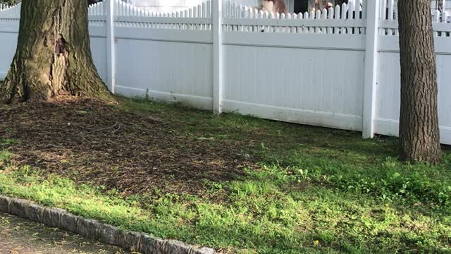 Husky Jumps On Trampoline To See Over Fence