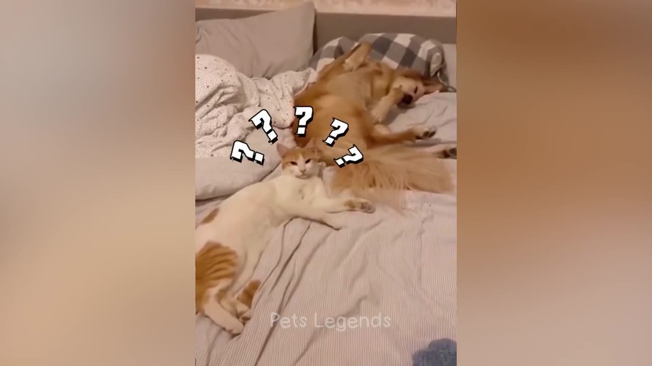 Funny Animal Video😻🐶