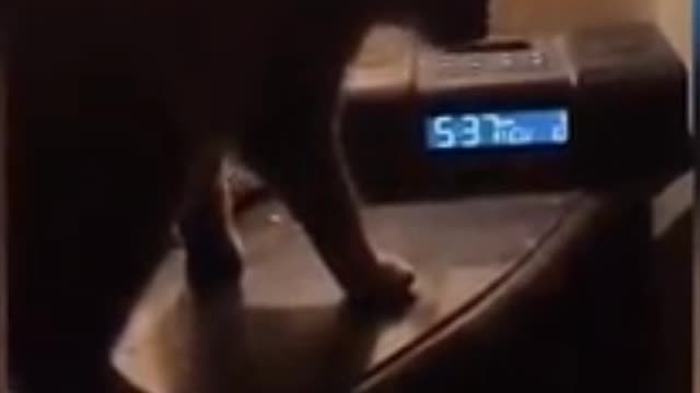 Watch what happened when this cat freaked out