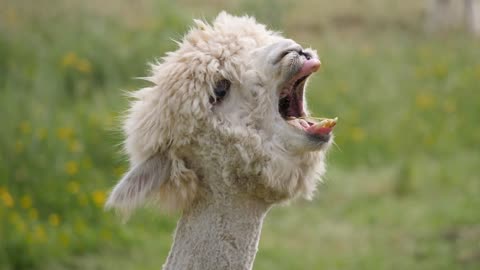 Funny video of llama screaming 😂