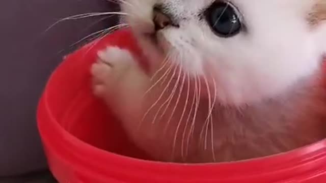 Lovely and Funny Animals Funny Cat video Clip 2021 viral video