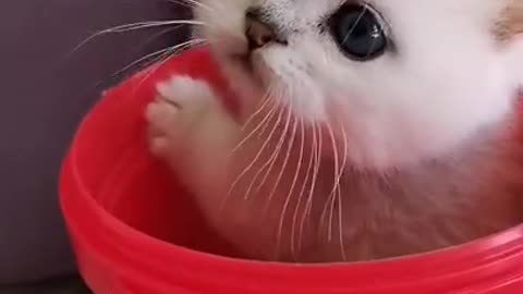 Lovely and Funny Animals Funny Cat video Clip 2021 viral video