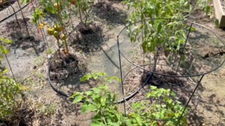 Garden Update July 21 2022