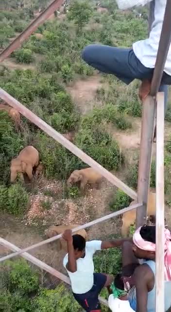 Elephants in Indian forest