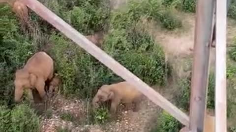 Elephants in Indian forest