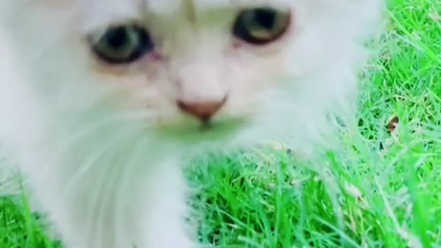 cat video-cute cat video #beautiful #animal #sweet