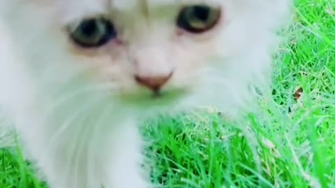 cat video-cute cat video #beautiful #animal #sweet