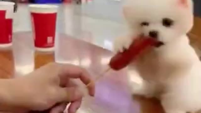 Cute Dogs Compilation - Funny Dog - Cute Puppy #shorts