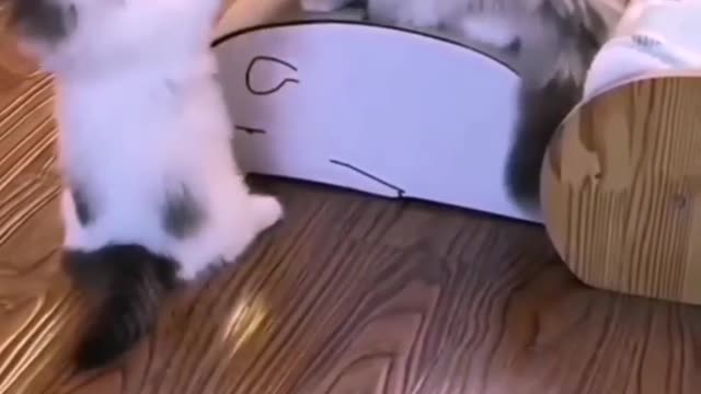 Two cats fighting each other