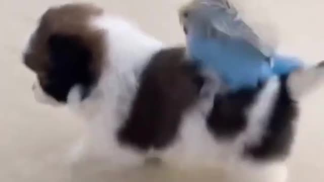 Animal funny video#dog and bird