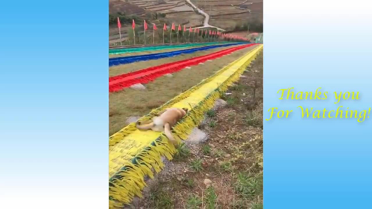 Cute animal funny compilation | Funny | Cute animal |