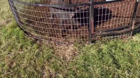 Checking the hog trap with Huntley