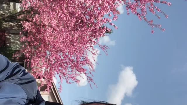 Pink cherry blossoms #Surrey 🇨🇦