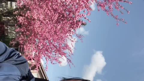 Pink cherry blossoms #Surrey 🇨🇦