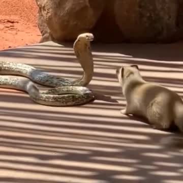 cute snake video