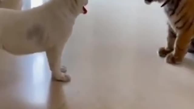 dog and tiger fight