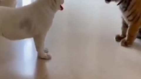 dog and tiger fight