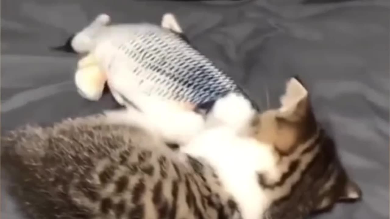 Olha o que esse gatinho fez com o peixe