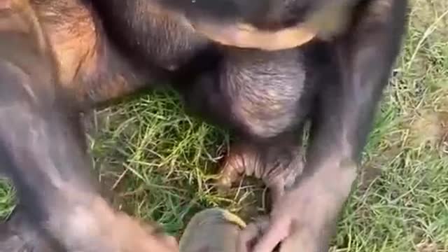 Monkey loves to tie shoelaces