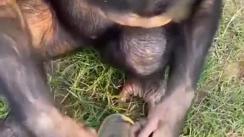 Monkey loves to tie shoelaces