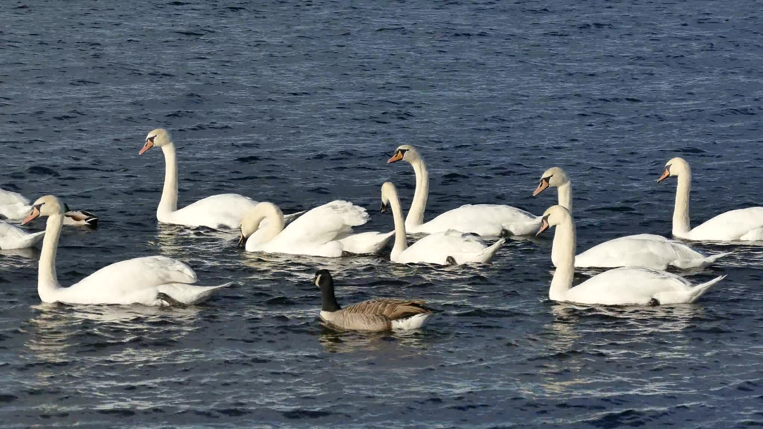Swans Raspberry Rumble Swans