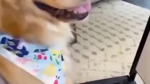 Dog Funny Video