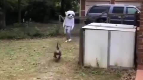 🤣😹 Funny Animal Video 😹🤣