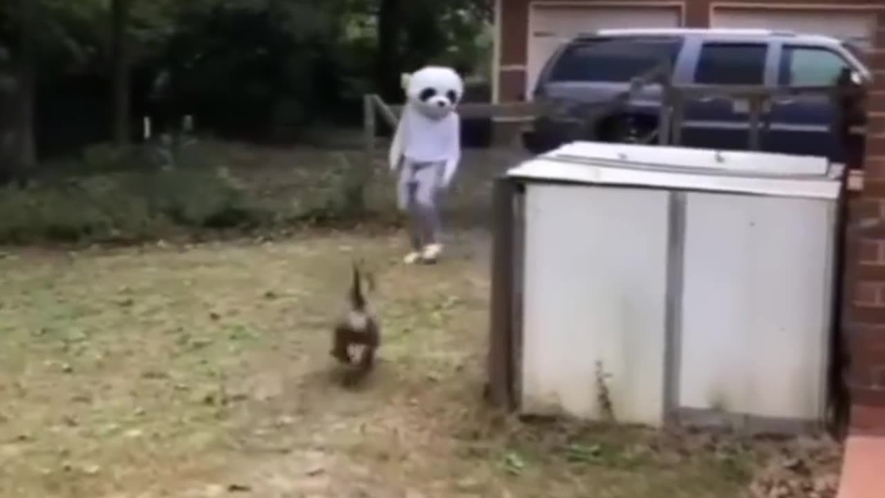 🤣😹 Funny Animal Video 😹🤣