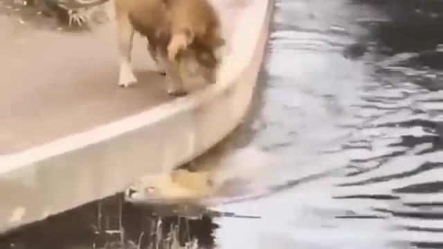 TWO LION.. Funny Video