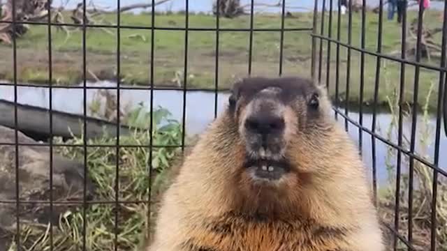 This groundhog is a bit angary!