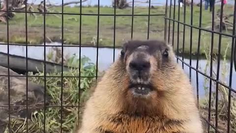 This groundhog is a bit angary!