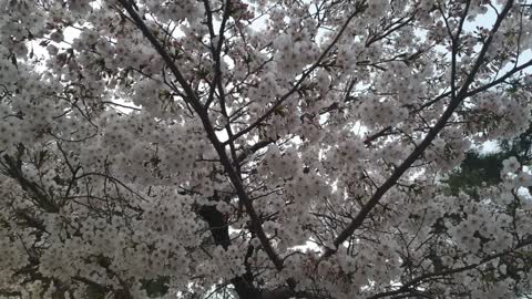 cherry blossoms on a spring day