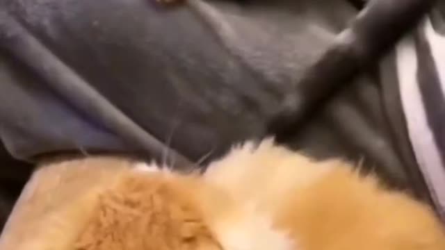 Cat slap her buddy 😆 | Funny