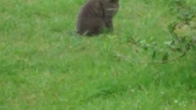 Cat plays with his tail :)