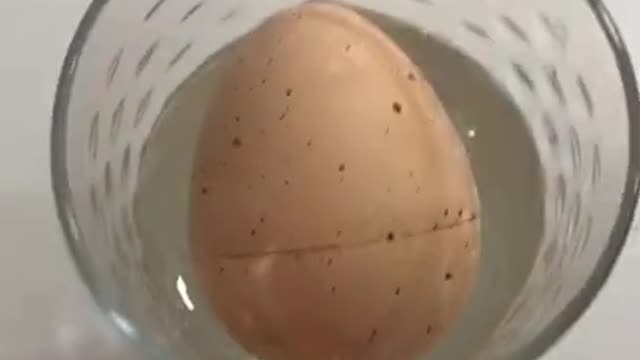 T Rex Egg Ovo De Dinossauro Cresce E Sai Da Casca