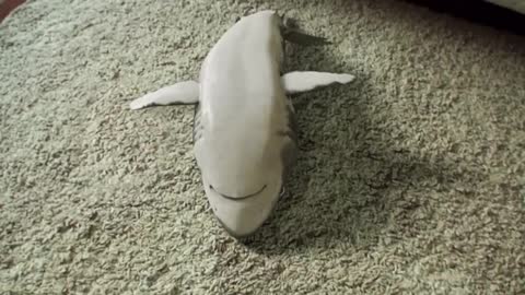 Shark playing dead Supercutes