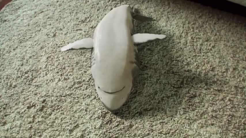 Shark playing dead Supercutes