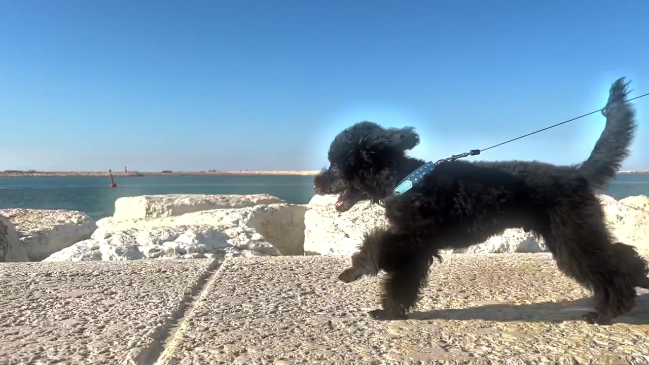 Dog in Action: A Four-Legged Baywatch! 🐶🌊