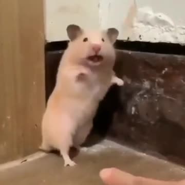 Ramster all happy playing destroyed, its owner appears and gives a huge fright!♾