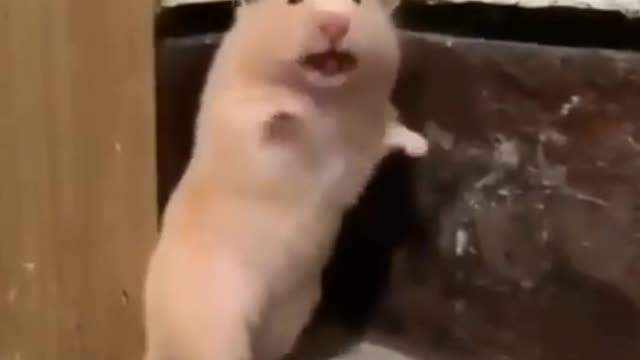 Ramster all happy playing destroyed, its owner appears and gives a huge fright!♾