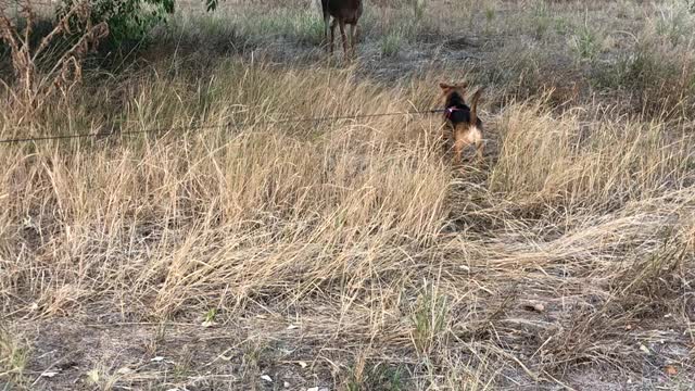 Playful puppy and curious deer