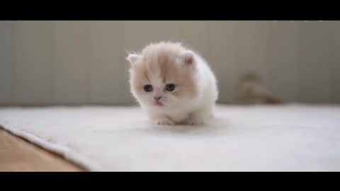 kitten just walking