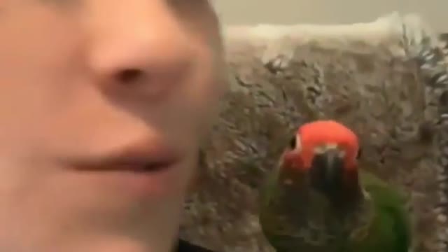 Cute parrot loves to kiss